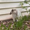 bb_the_bunny_