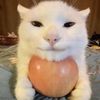 cowpqke