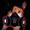 salem_wolf