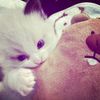 nadewiiiiii_