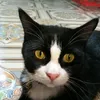 amorahnur