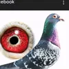 pigeon.world69