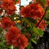 farisha962