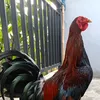 wiyan88