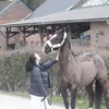 soulhorse_monti0