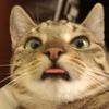 ificouldi.dhugallcats