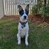 itzmeshilohpup