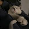 sronald_345