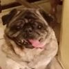 lvmypug