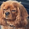 fabulousfinnthedog