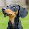 dachshundbagel