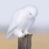 mafuzamahmud