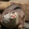 velvetmeeoww