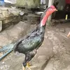phamvanquy78