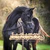 alhajes82