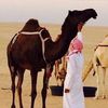 ᷂الحبابي .