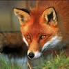 ilittlefoxi