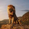 panthera.leo9