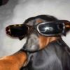 dadawgincoolglasses