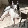 sandratibb