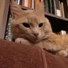 gatito.milanesa