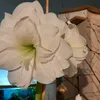elsc_7432