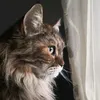 sashaviper78