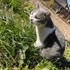 cincats