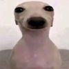 beanero_