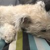 charlesploo