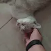 titiriripumpum