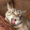 jaerncats