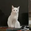 dzaki_ajaib