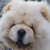 alexthechow
