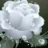 🥀گولاسپی🥀