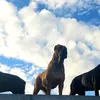 canecorsopurelove
