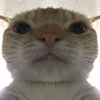 bambolxer