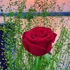 ummamir186