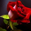 user701025497748