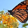 butterflyfull