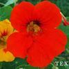 flordetexao