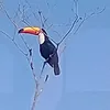 flavinhosantossant