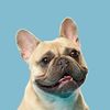 Mochi the French Bulldog