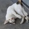 mantan_kuwu