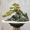 bonsai92.com