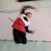 akupacarjiminnn