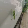 froschkoenig85
