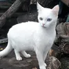 fo44est