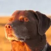 john.wick.2