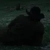 leeonardoo